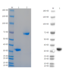 Reducing 4%-20% SDS-PAGE (CBB stained) and WB (Anti-His Mouse Monoclonal antibody) analysis profile of purified Phosphite Dehydrogenase.
1. Phosphite Dehydrogenase: 1 μg
2. BSA: 1 μg